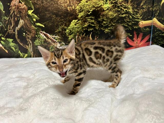 Luxury Rosettes Bengal cats — gallery photo 8