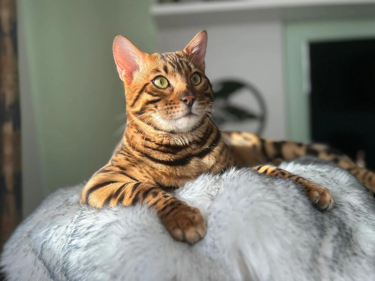 Kita — Bengal Queen