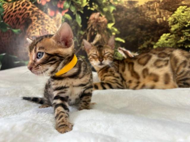 Luxury Rosettes Bengal cats — gallery photo 3