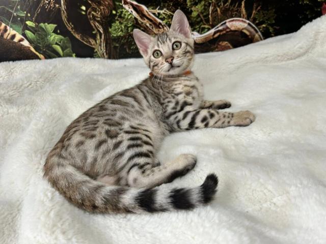 Luxury Rosettes Bengal cats — gallery photo 4