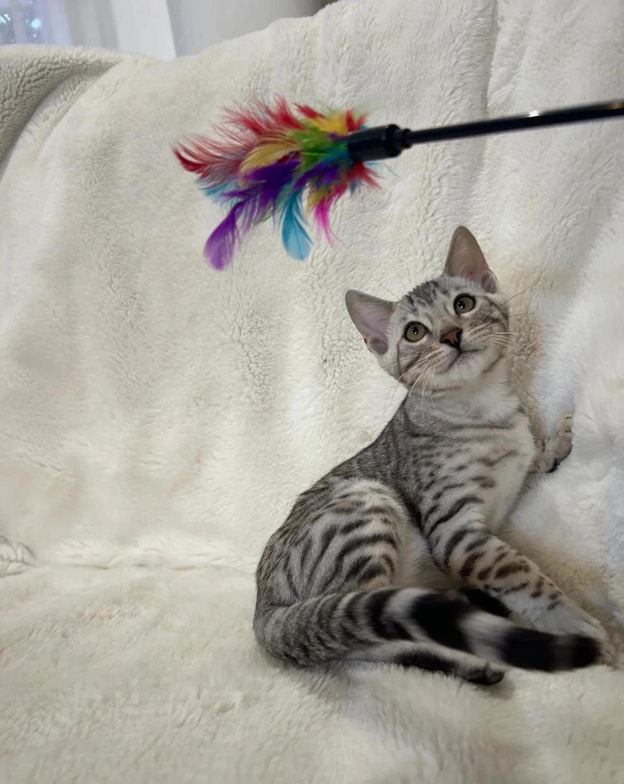 Charlie — Bengal kitten