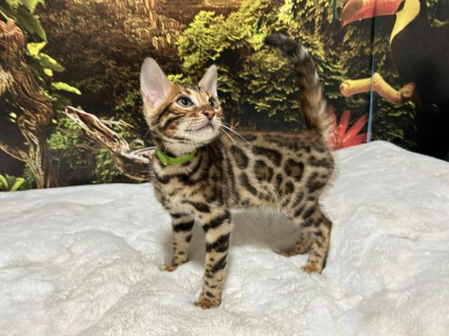 Luxury Rosettes Bengal cats — gallery photo 7