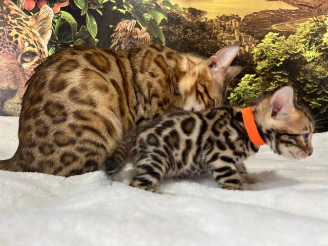 Luxury Rosettes Bengal cats — gallery photo 2
