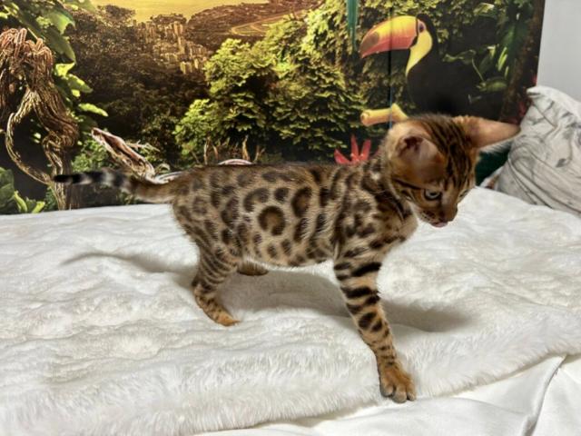 Luxury Rosettes Bengal cats — gallery photo 13