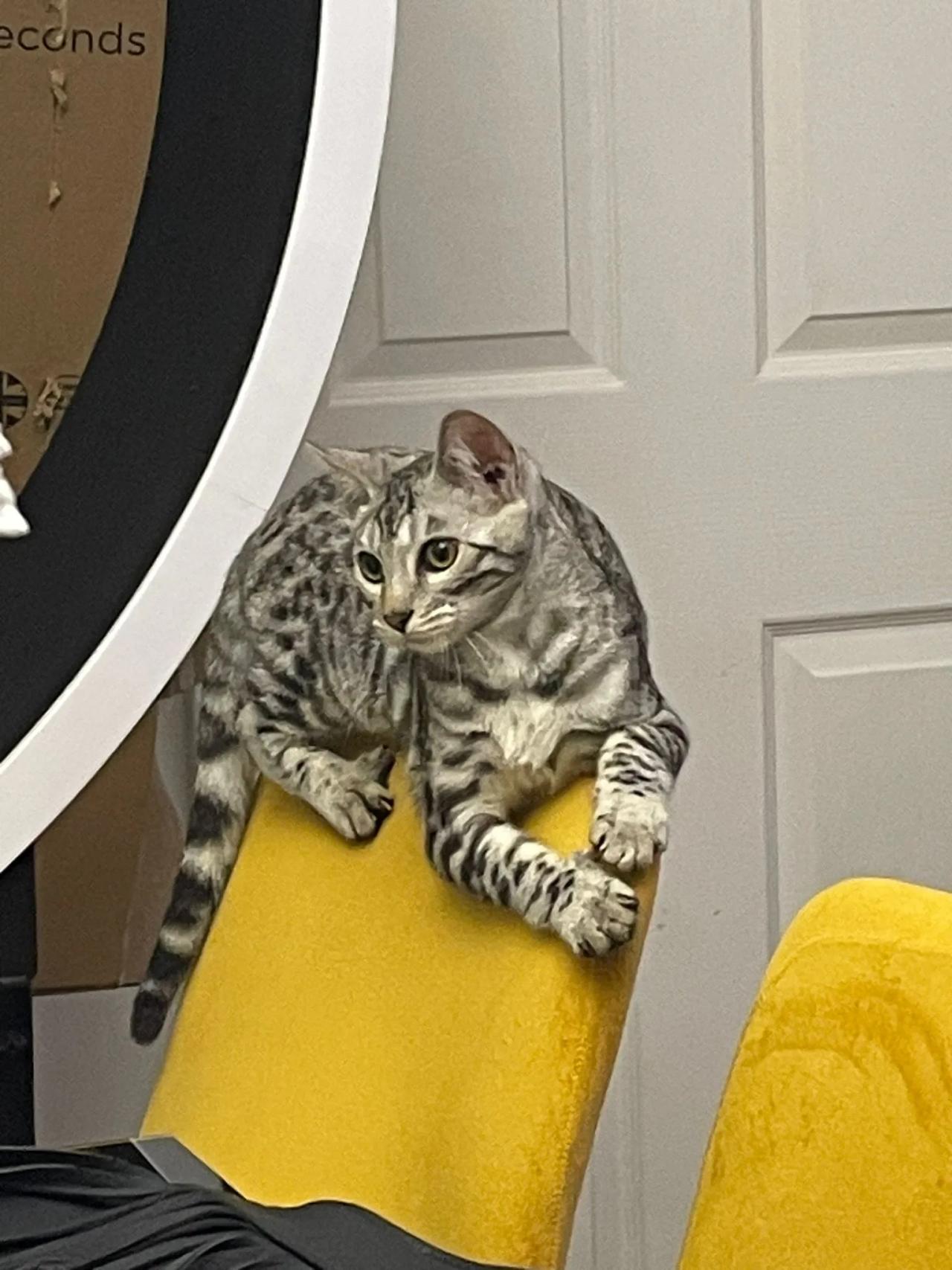 Draco — Bengal King
