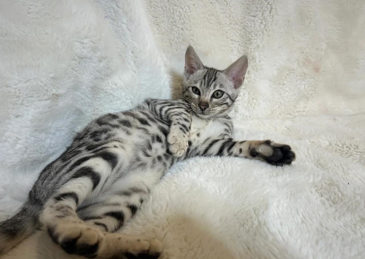 Candy — Bengal kitten