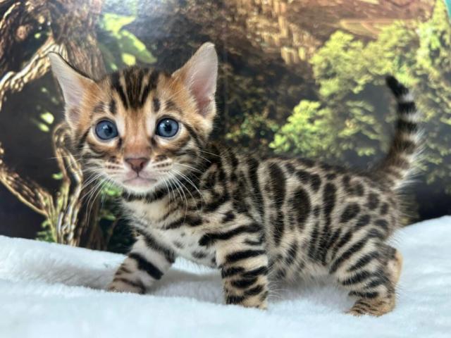 Luxury Rosettes Bengal cats — gallery photo 1