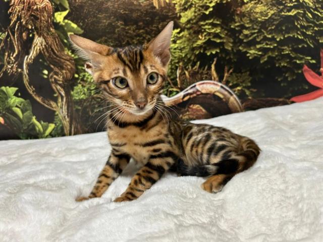 Luxury Rosettes Bengal cats — gallery photo 5