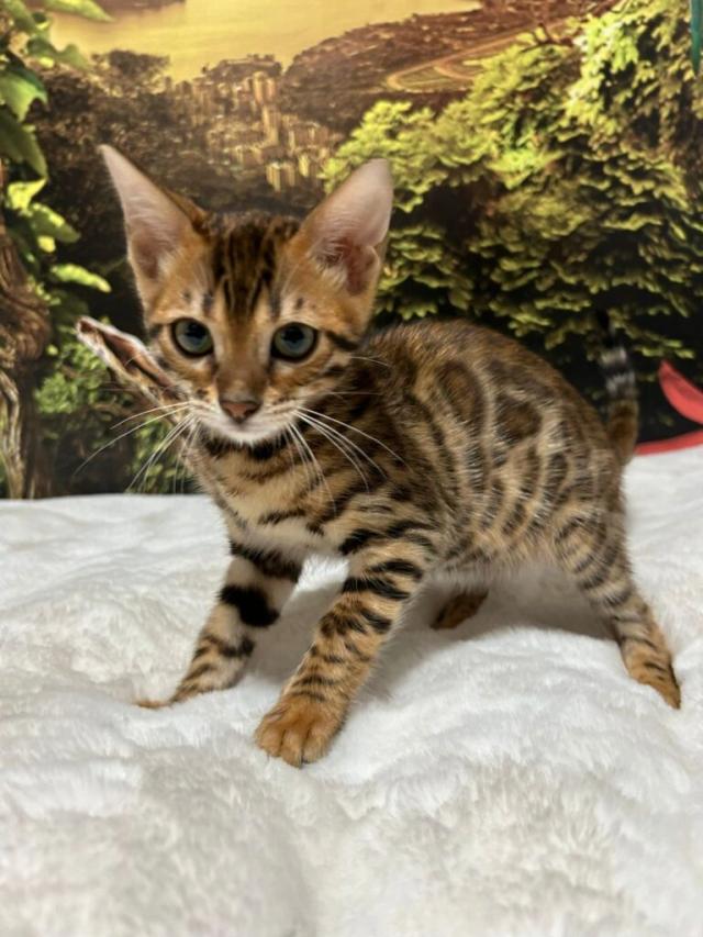 Luxury Rosettes Bengal cats — gallery photo 6