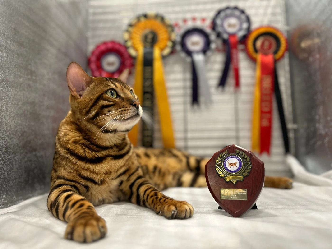 Award gallery image 3
