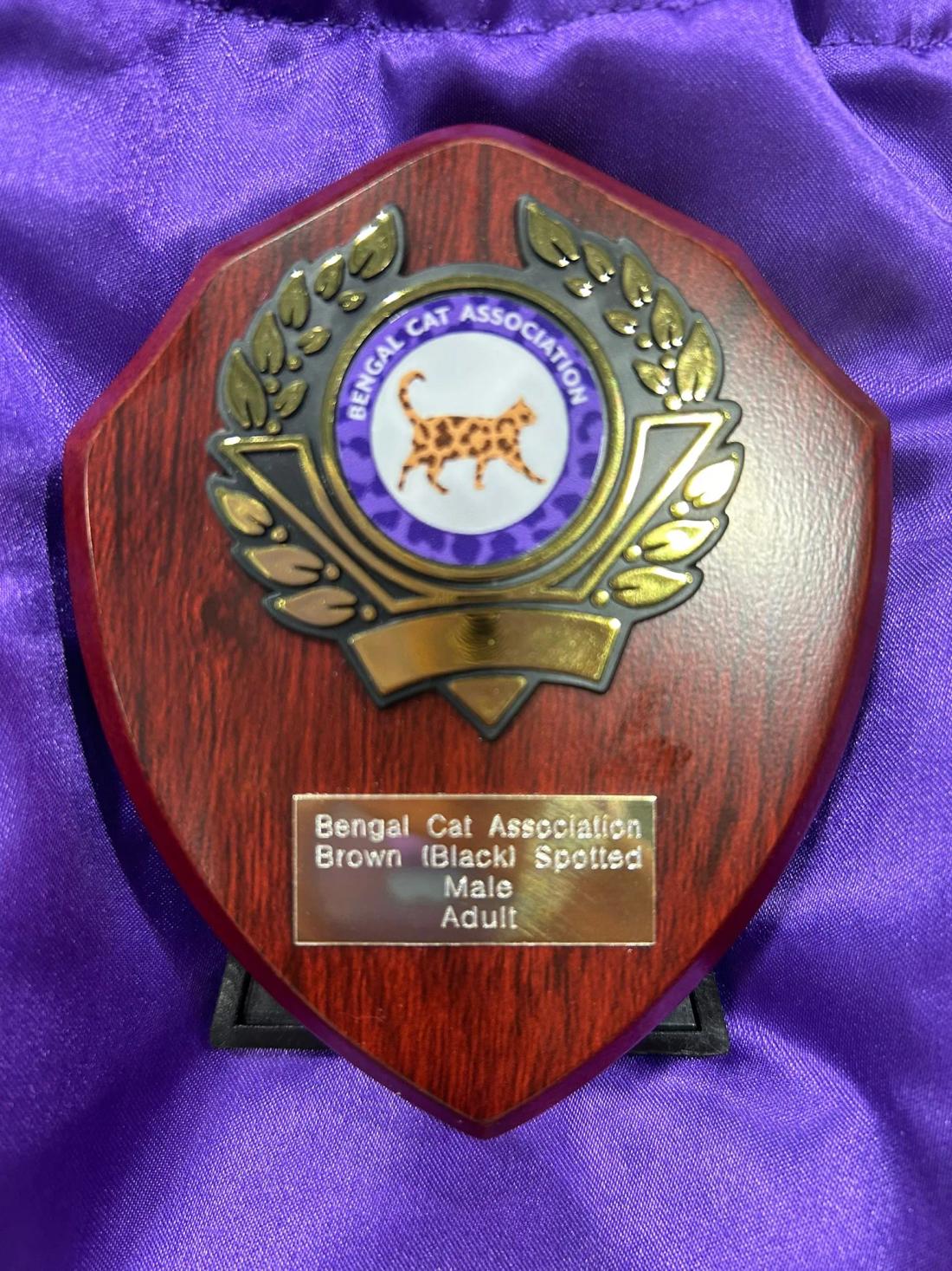Bengal Cat Association award trophy