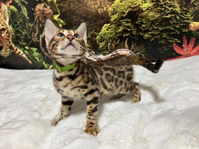 Luxury Rosettes Bengal cats — gallery photo 9