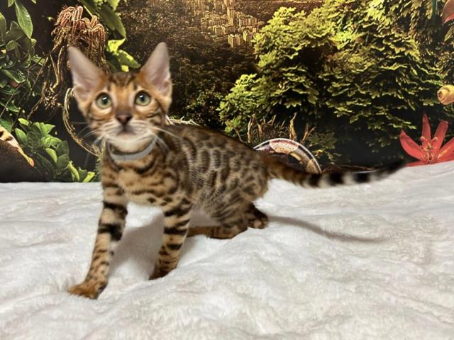 Luxury Rosettes Bengal cats — gallery photo 11
