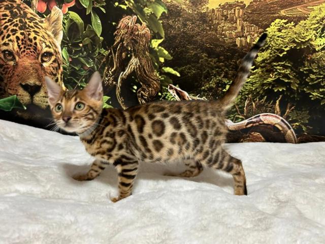 Luxury Rosettes Bengal cats — gallery photo 14