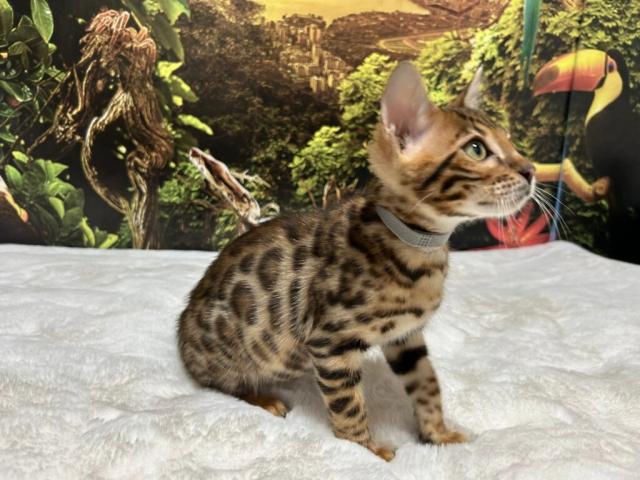 Luxury Rosettes Bengal cats — gallery photo 12