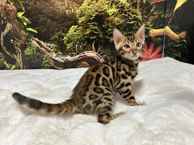 Luxury Rosettes Bengal cats — gallery photo 10
