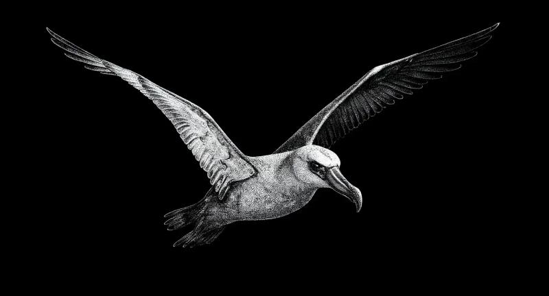a beautiful black and white design of an albatross in flight with a black background