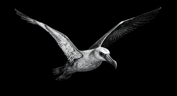 a beautiful black and white design of an albatross in flight with a black background