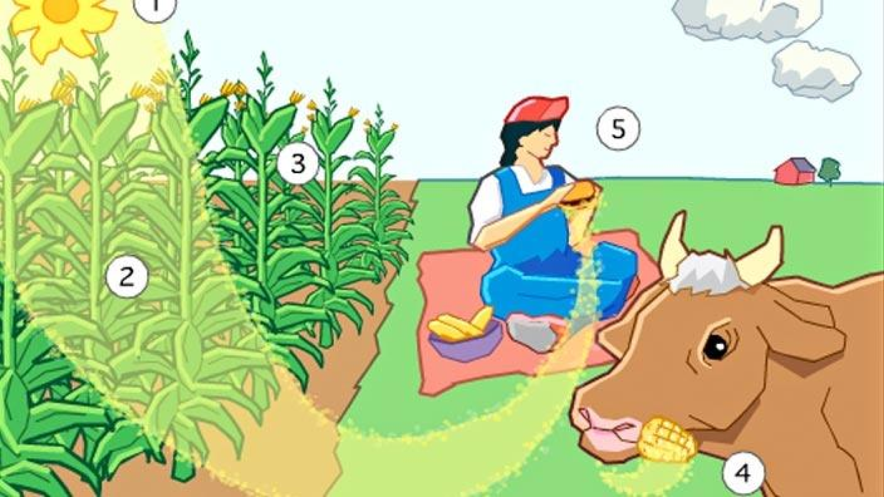energy conversion cycle: the sun provides energy to the soil, which grows the plant. the cow eats the plant. the human eats the cow.