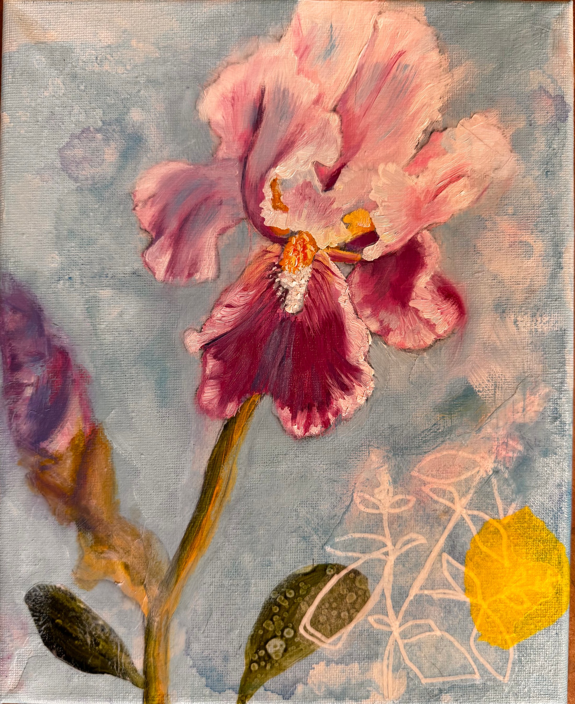 Pink and burgundy bearded iris against a misty blue-gray ground with delicate botanical linework.