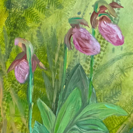 Lady slippers on forest floor