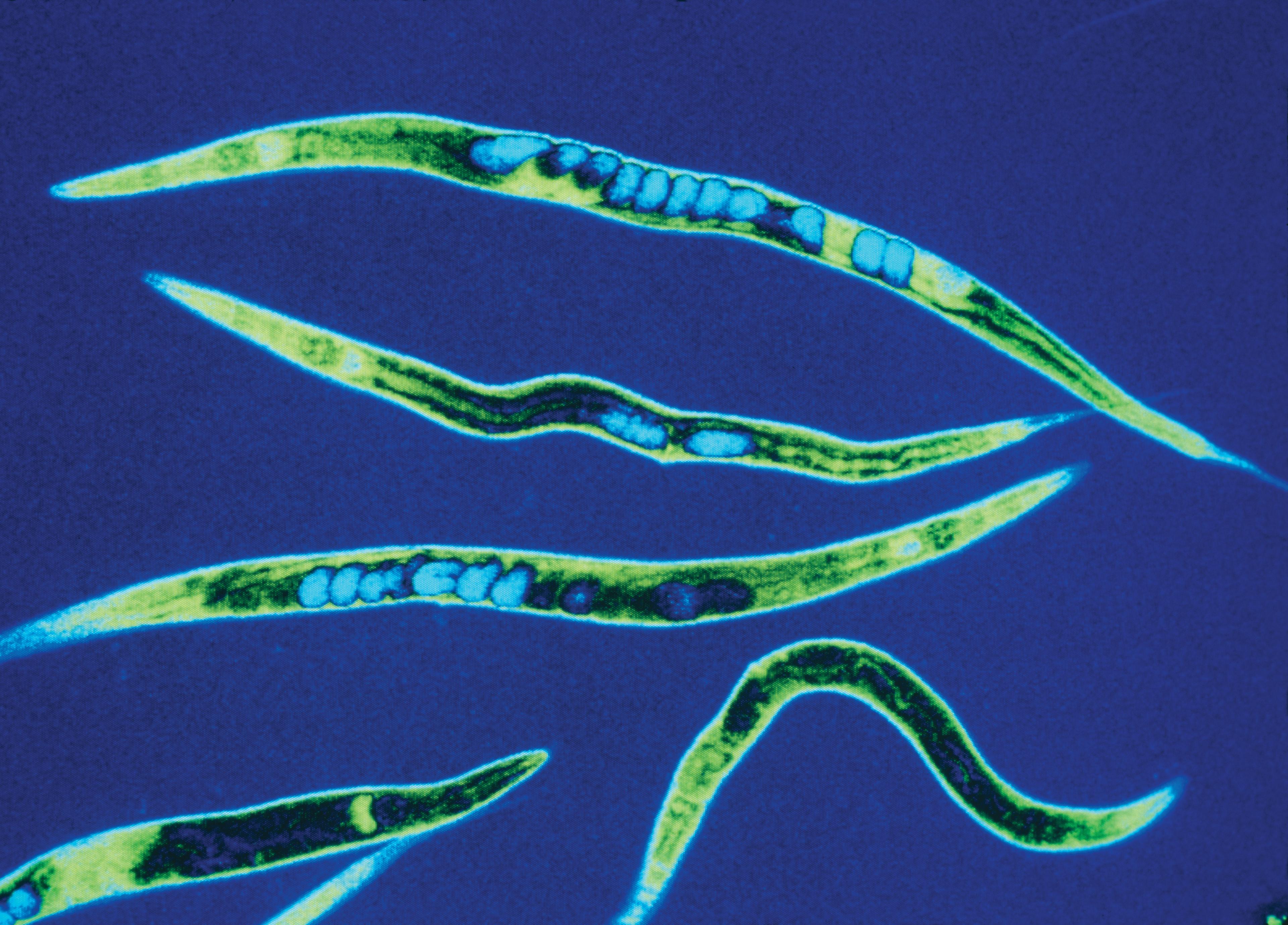 False-colour scanning optical micrograph of Caenorhabditis elegans (C. elegans). Cornelia Bargmann has for more than two decades used these millimetre-sized transparent worms as a model organism for understanding how genes and the environment influence animal behaviour.
