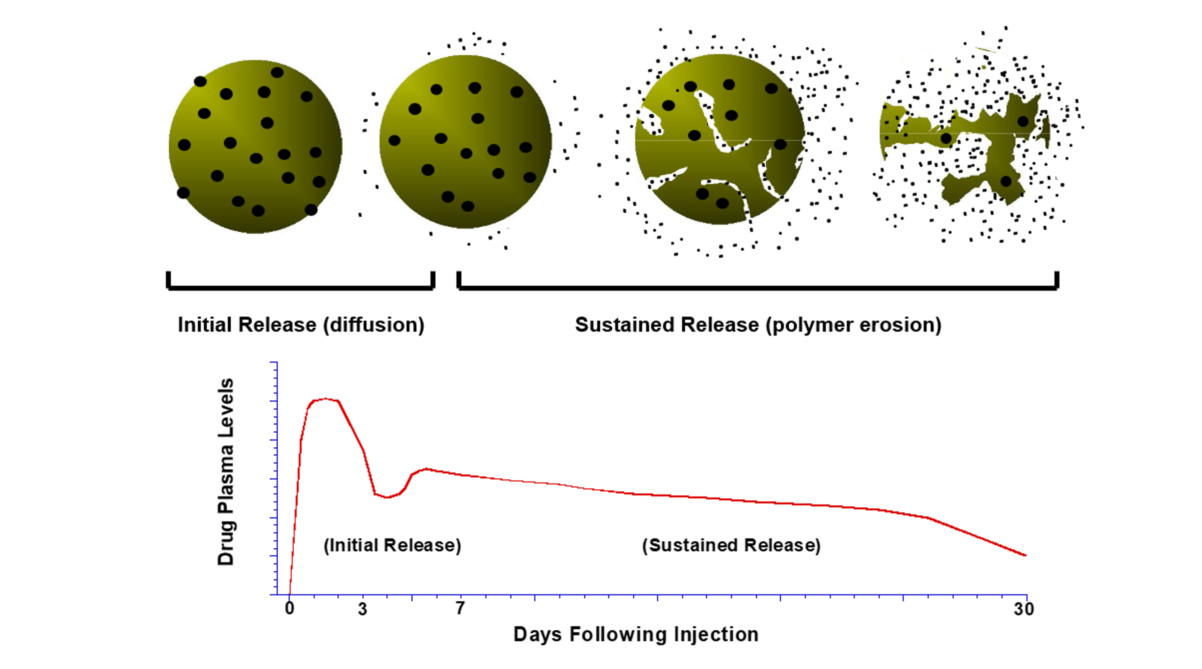 Figure 1: The top panel illustrates the concept of drug delivery from a polymer matrix nanoparticle. The polymer matrix is shown in gold. The large black dots represent clusters of drug molecules, while the small ones are the drug molecules being released. Once the nanoparticle is injected into the target environment, the polymer erodes slowly, and the molecules are released. The graph indicates that the drug keeps being released even up to 30 days after injection. Image courtesy of Steve Zale, PhD. 