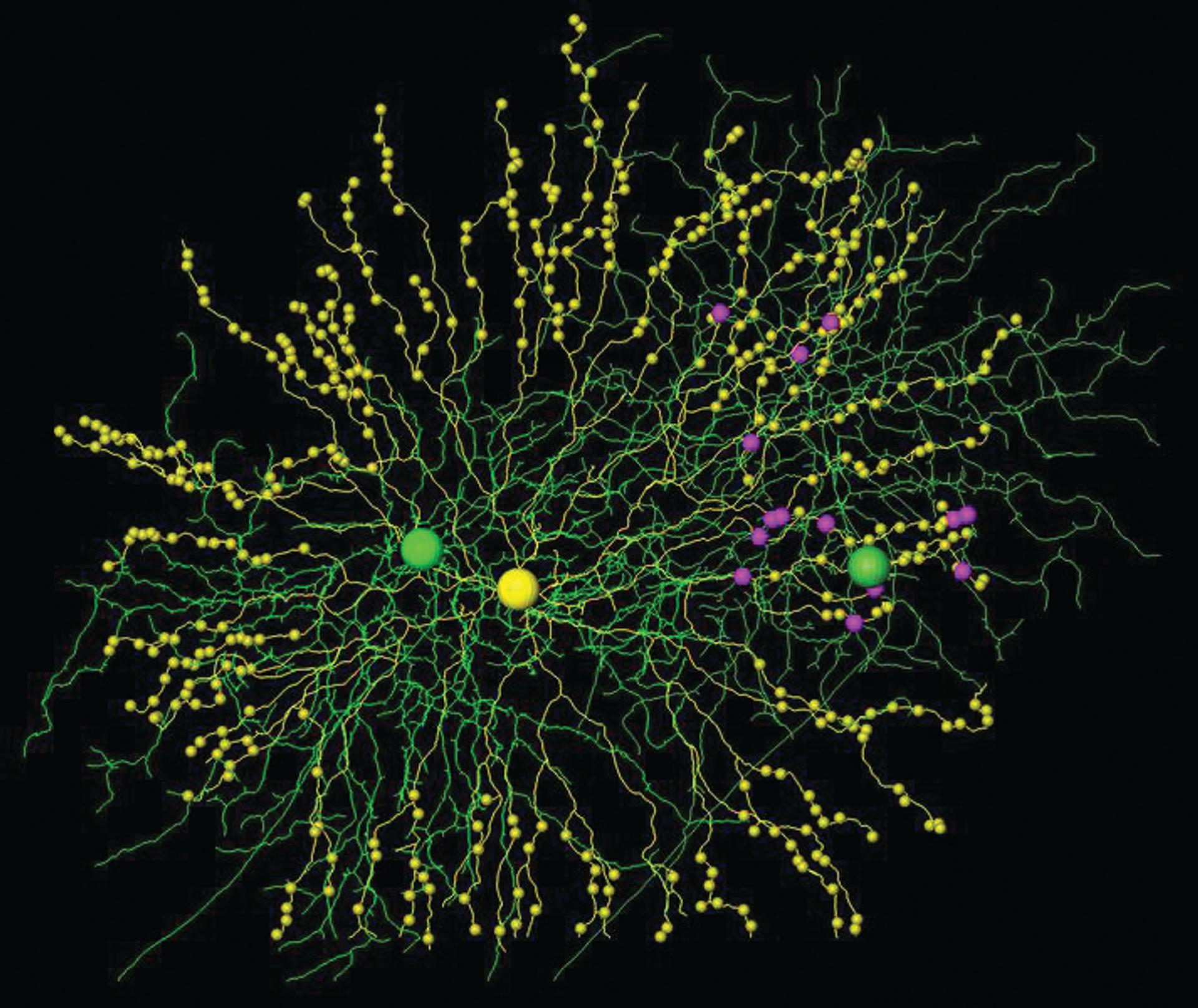 Cells and synapses reconstructed from serial block face electron microscopy data. A single starburst amacrine cell (yellow, note synaptic varicosities) and two direction-selective ganglion cells (green). Even though there is substantial dendritic overlap with both cells, all connections (magenta) go to the right ganglion cell.