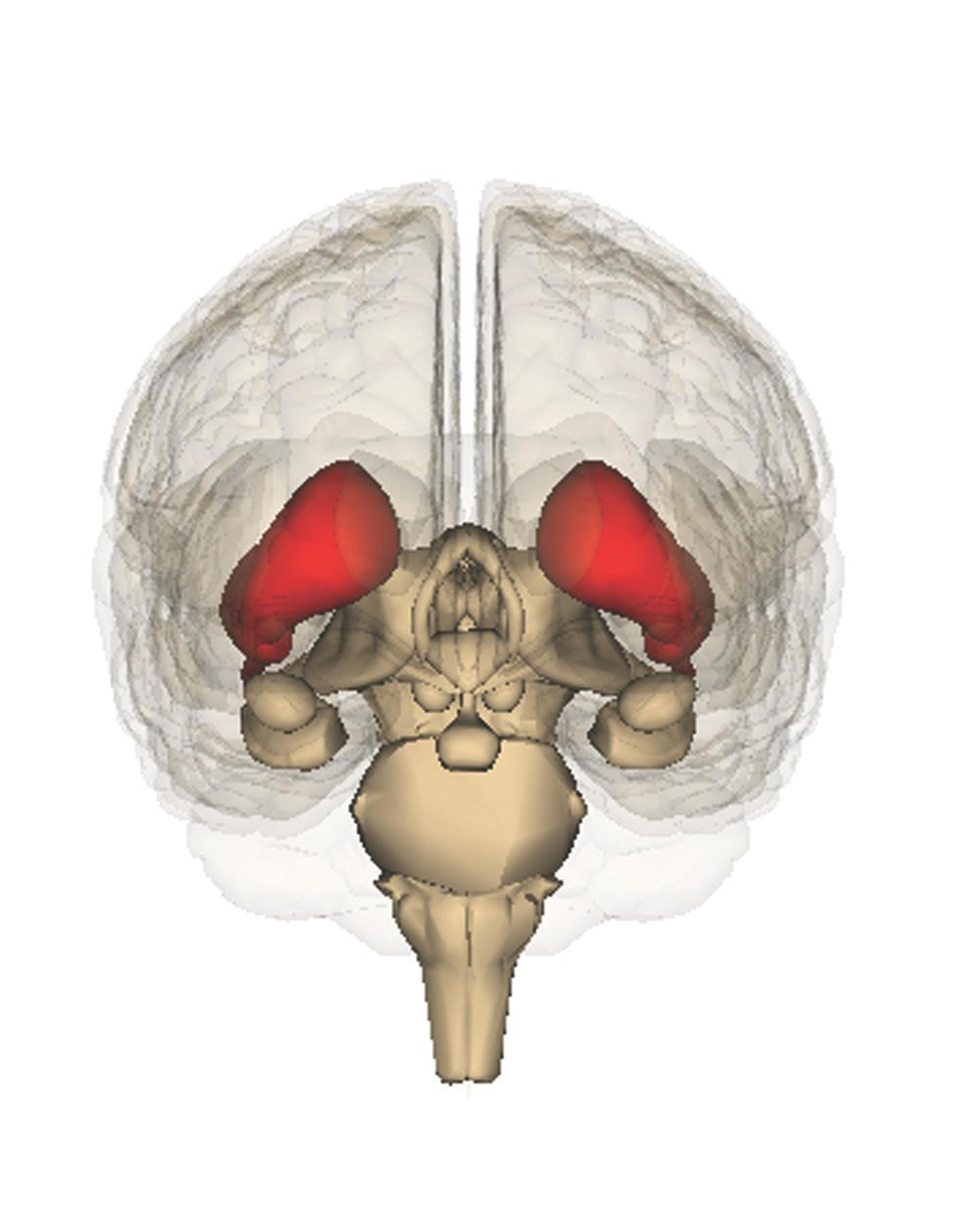 The striatum (red) plays an important role in the learning of new tasks by a ‘use it or lose it’ process of reinforcement of nerve signalling pathways. Abnormalities in the same neural circuits are linked to disorders such as Huntington’s disease, Parkinson’s disease, obsessive-compulsive disorder, and autism.