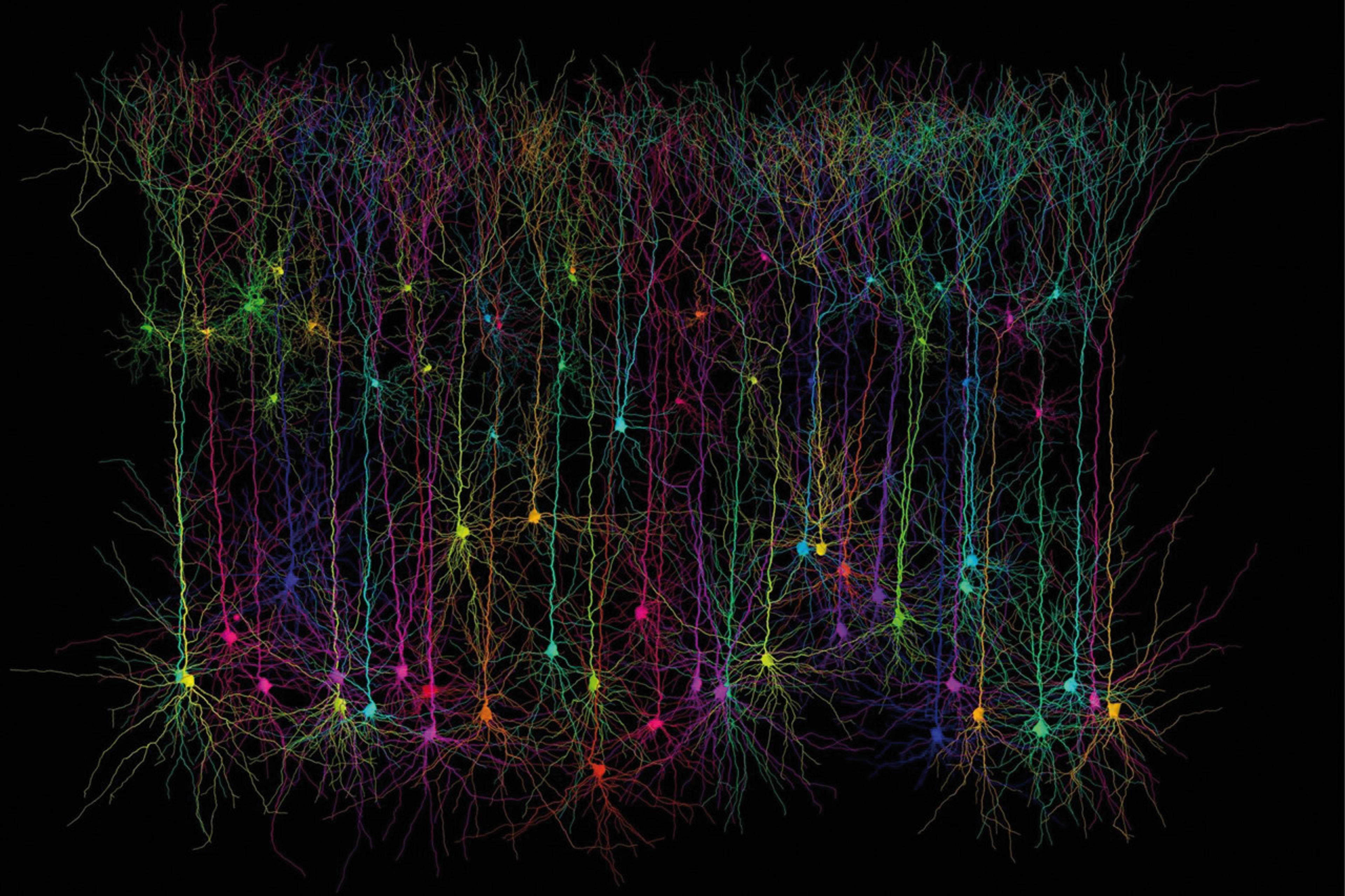 A reconstruction of pyramidal neurons