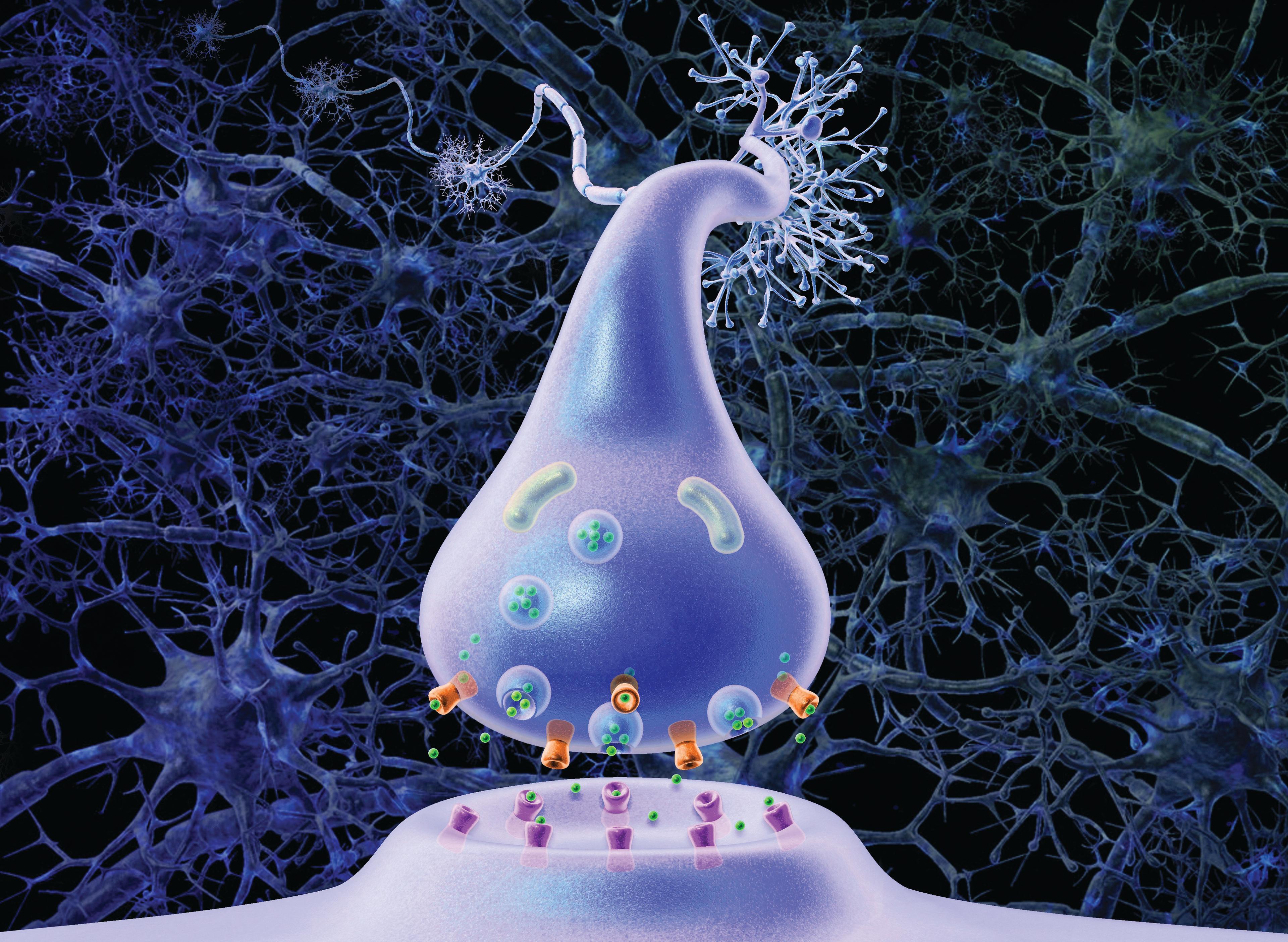 Illustration showing the action of neurotransmitters 