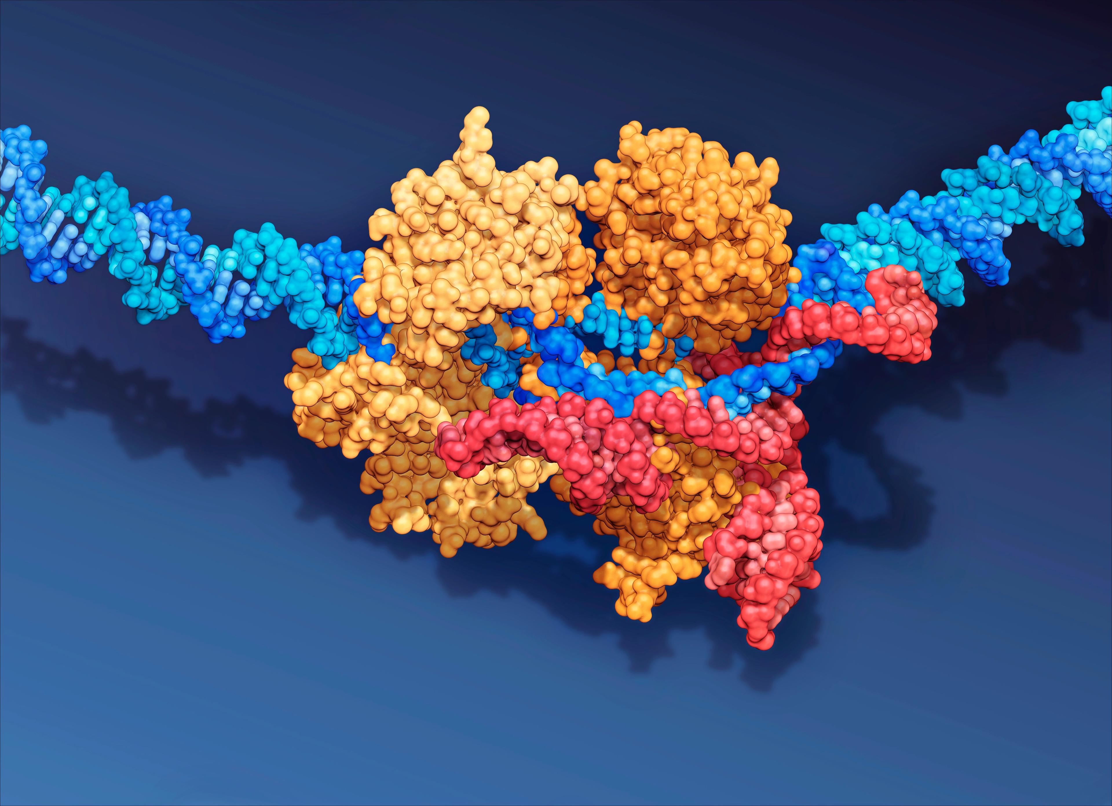 A schematic representation of the CRISPR-Cas9 system.