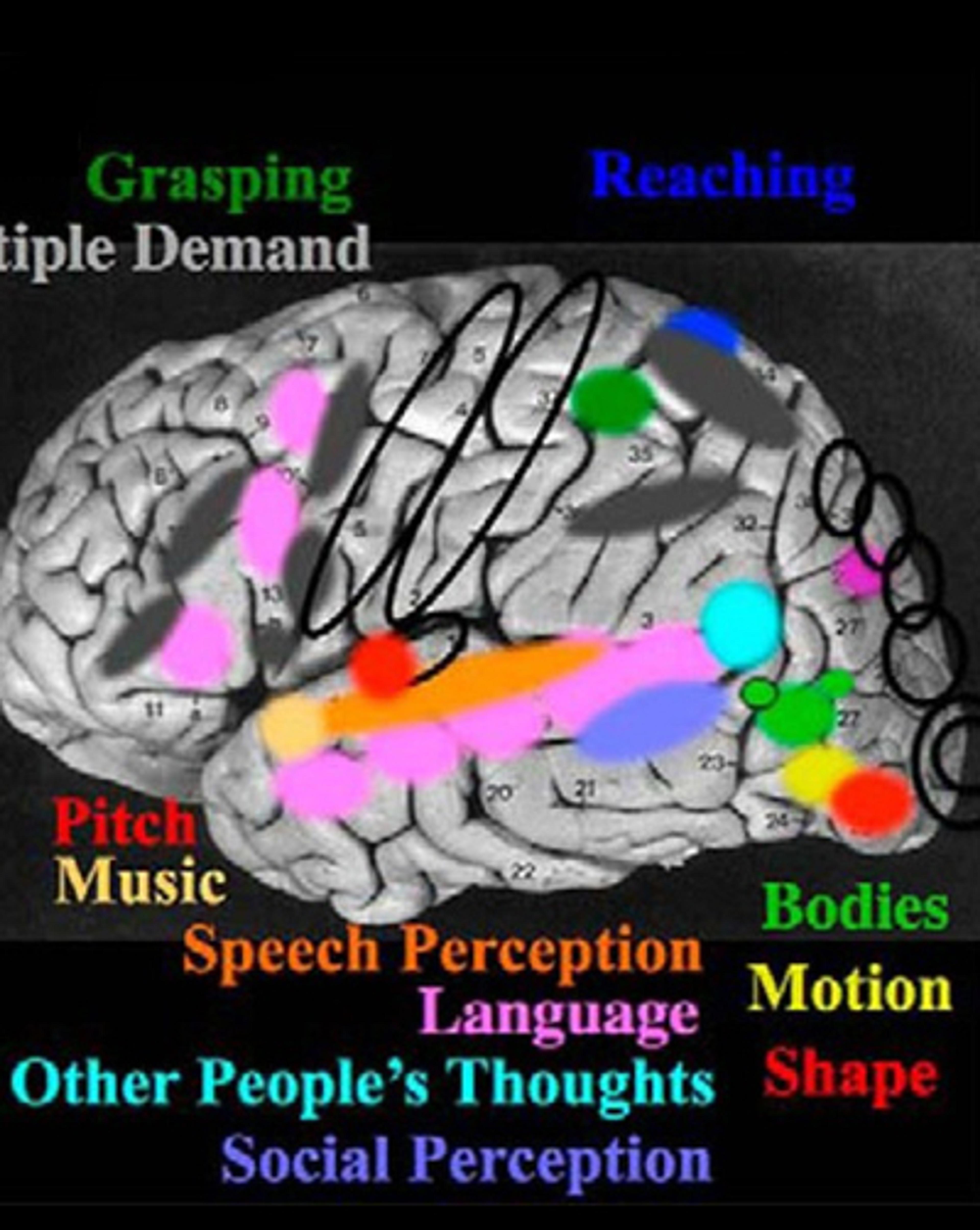 Over the past several decades, Kanwisher and other researchers have identified many brain regions that specialize in complex cognitive tasks, such as processing music, sentence meaning, and places. Credit: Kanwisher, N. (2017). The quest for the FFA and where it led. Journal of Neuroscience, 37(5), 1056–1061