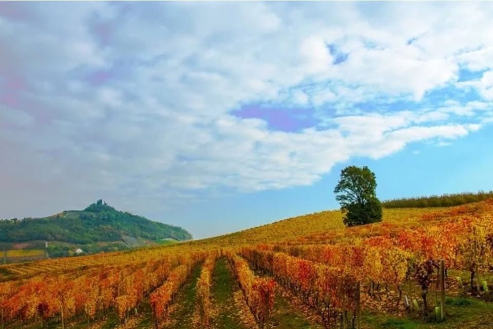 Autumn vineyard with colorful rows, a lone tree, and a distant castle on a hill.