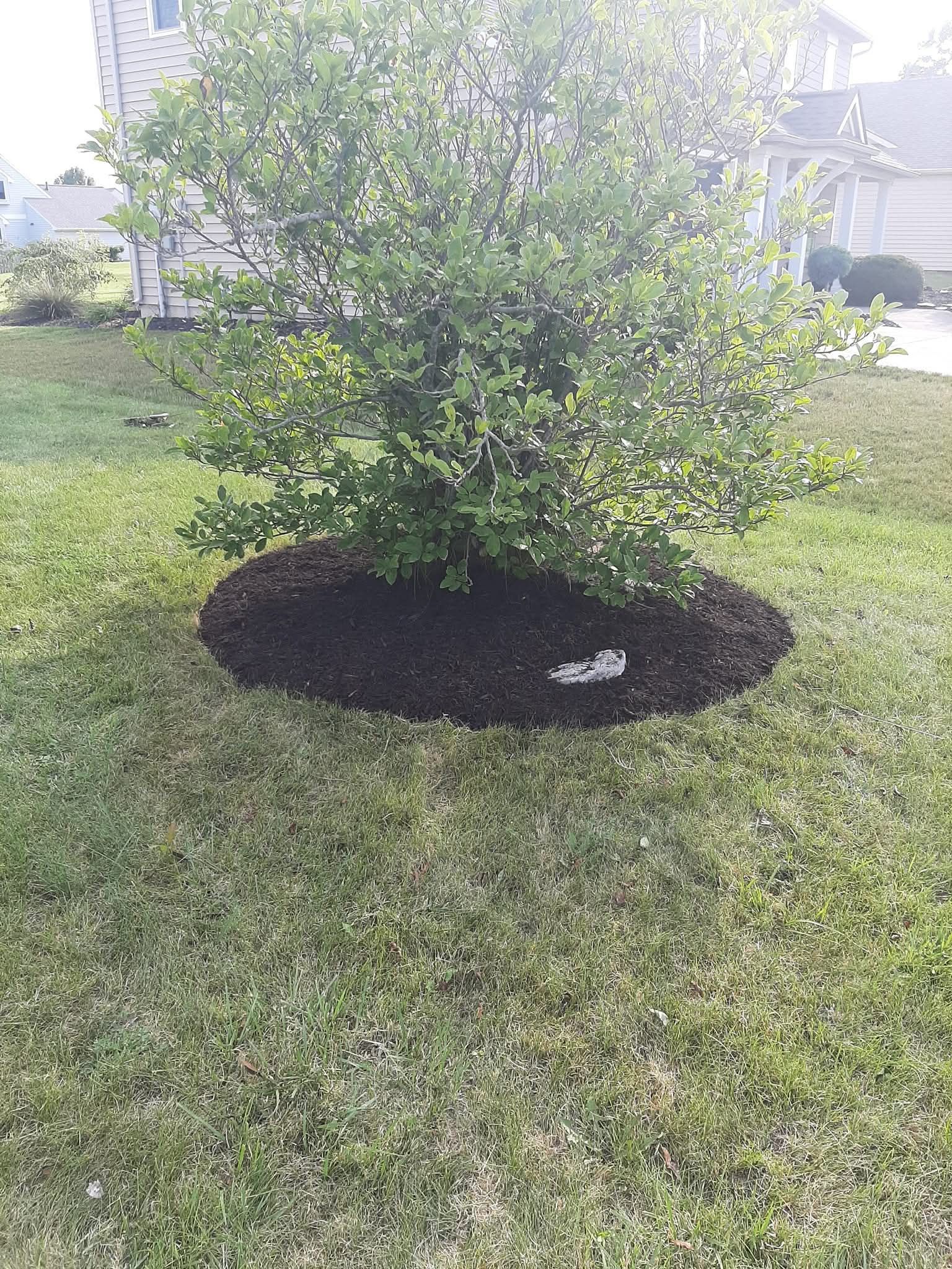 Bush In Front Yard After