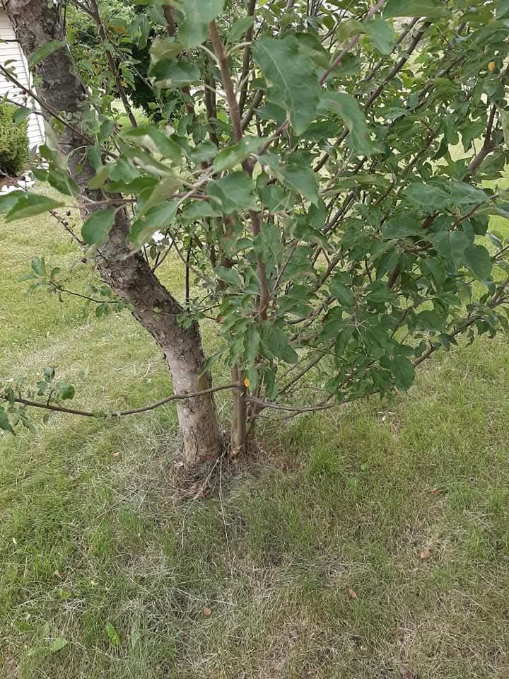 Before Photo of Tree