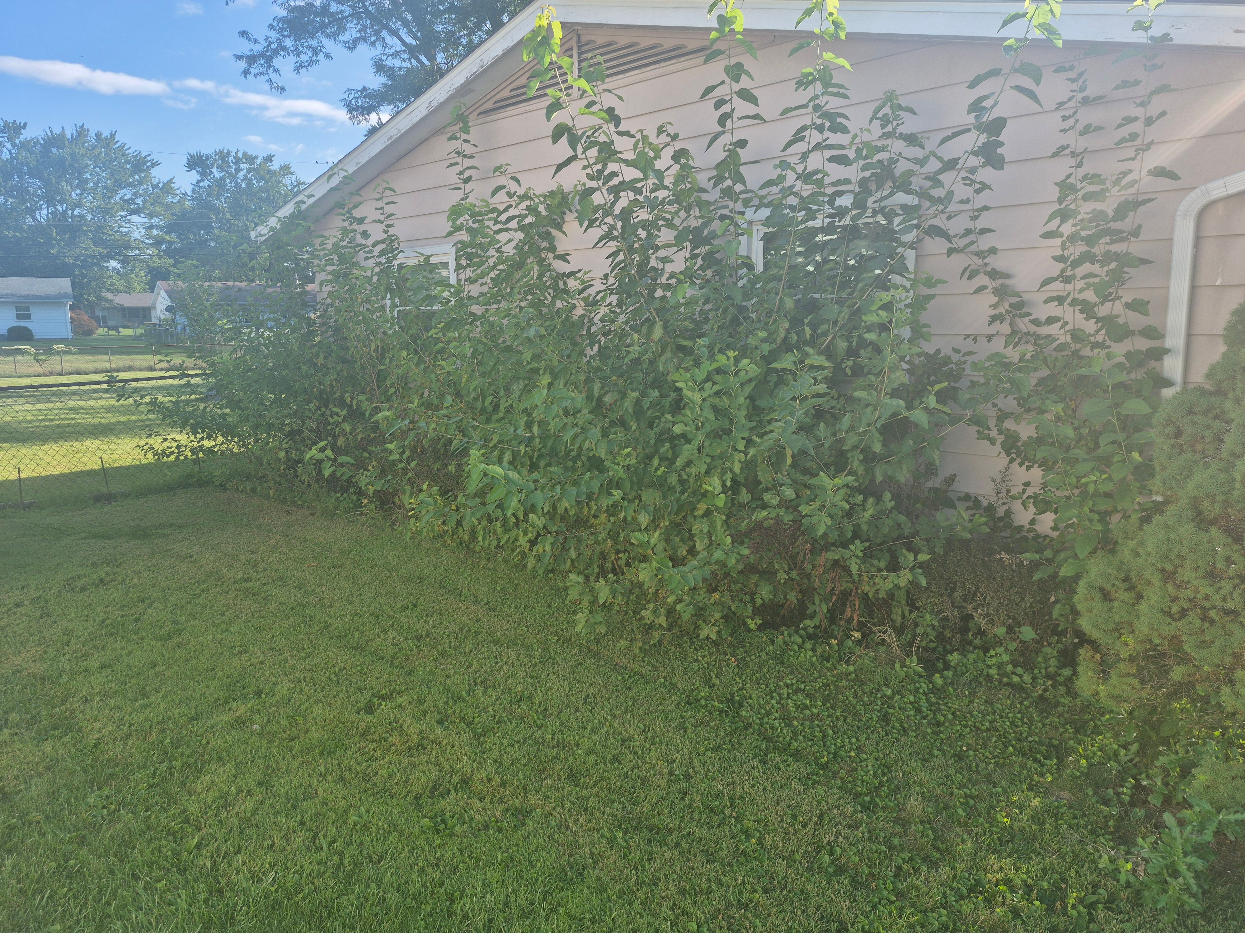 Side of House Before Cleanup