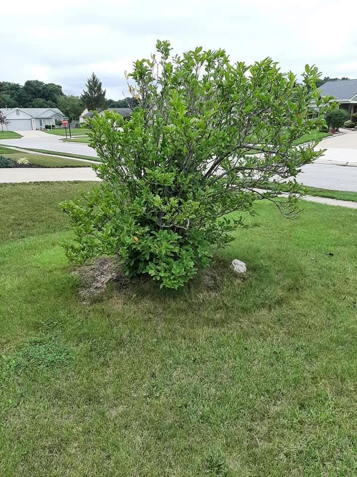 Before Photo of Bush In Front