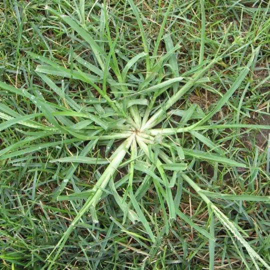 Nasty Crabgrass 