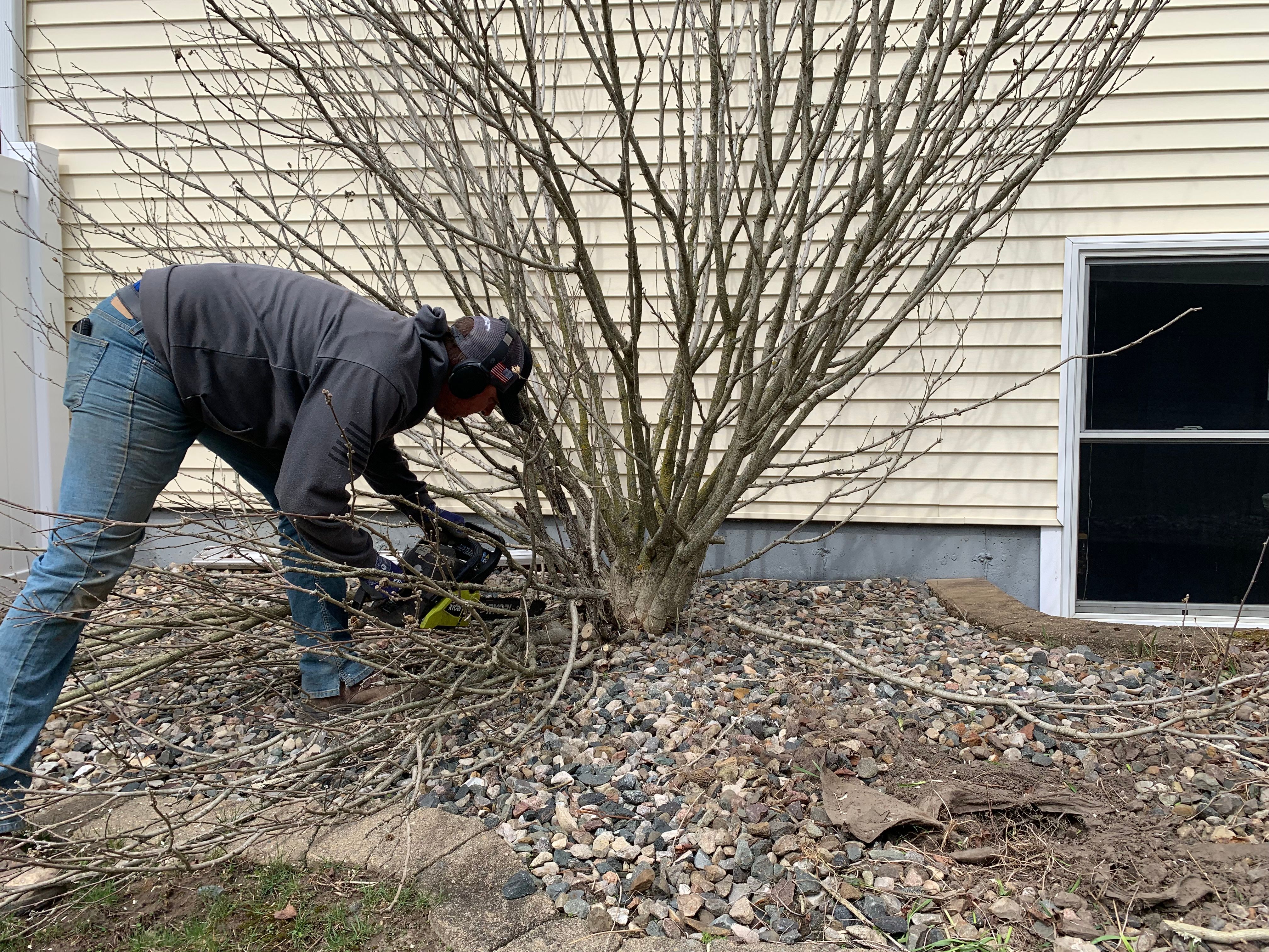 Tree & Shrub Care Tree & Shrub Care image