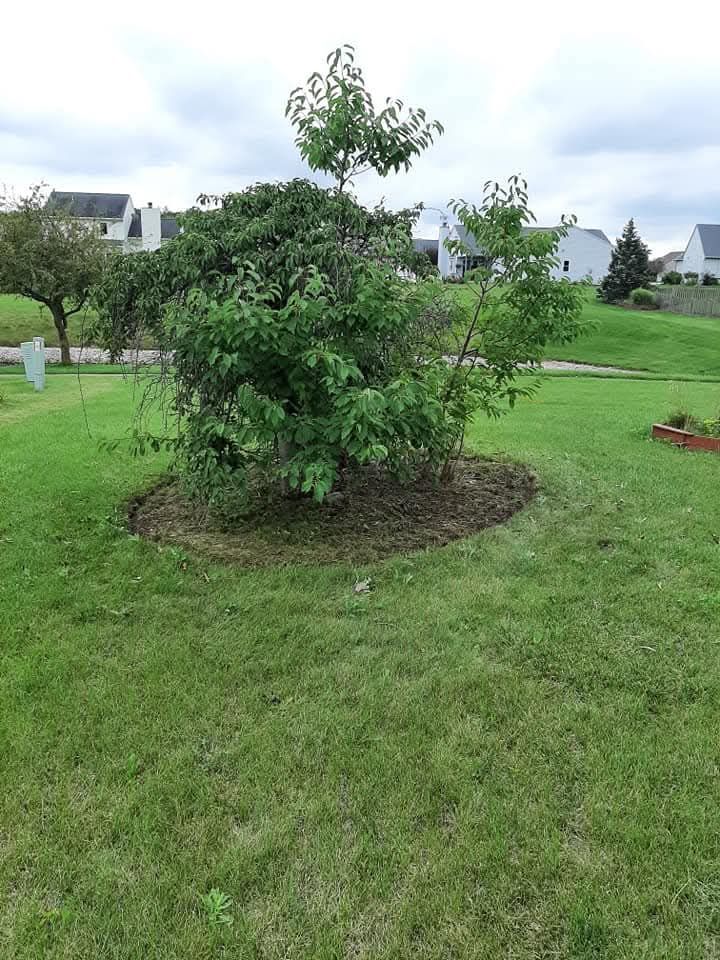 Before Photo of Area In Backyard 