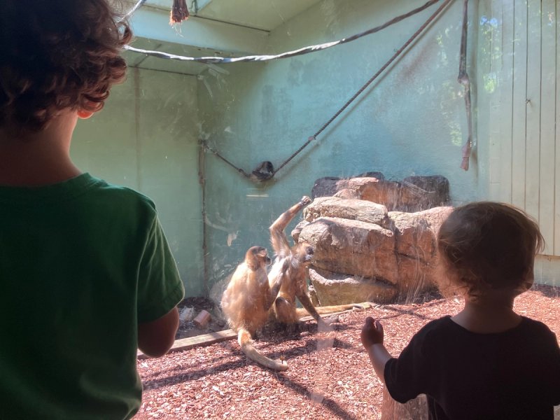 two kids looks at two monkeys
