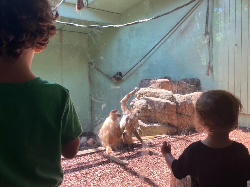 two kids looks at two monkeys