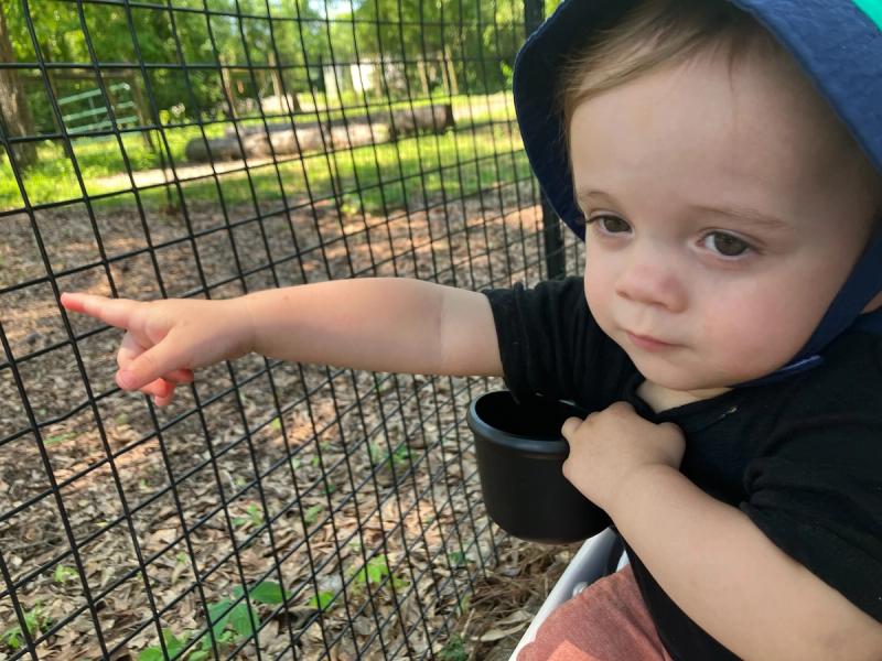 toddler pointing at a giraffe