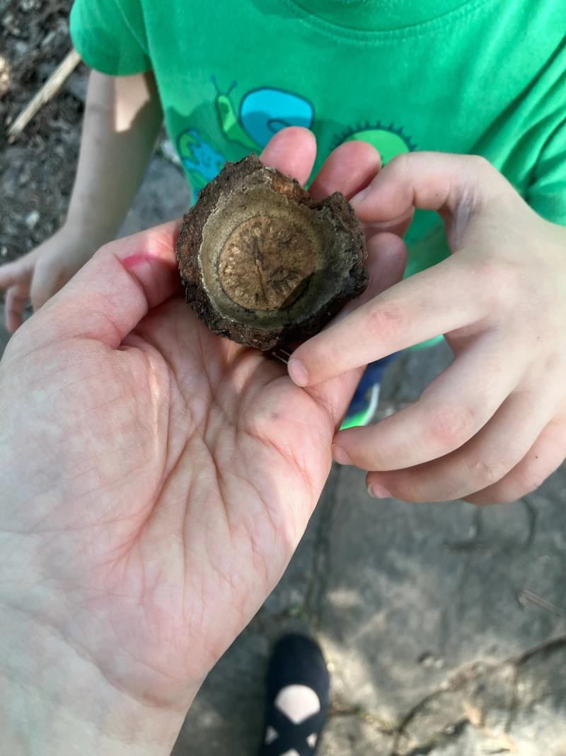 hand holding an acorn