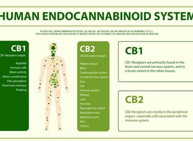 What is the endocannabinoid system?