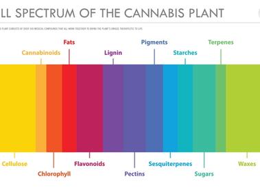 What is Full-Spectrum Cannabis?