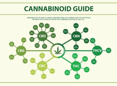 Cannabinoids Guide