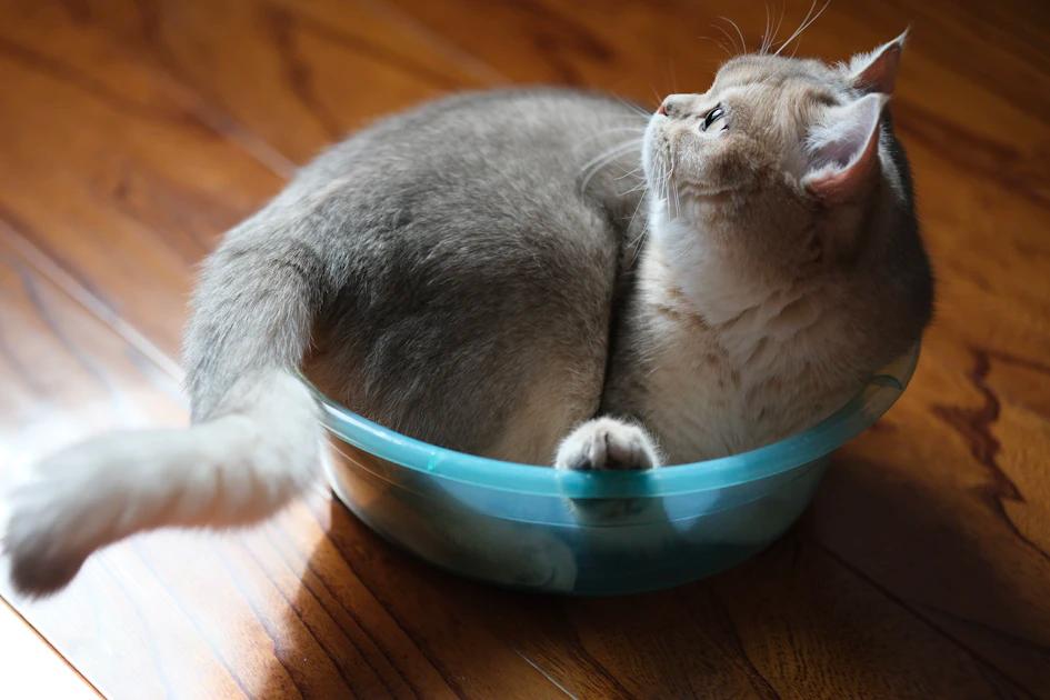 Cat eating from food bowl
