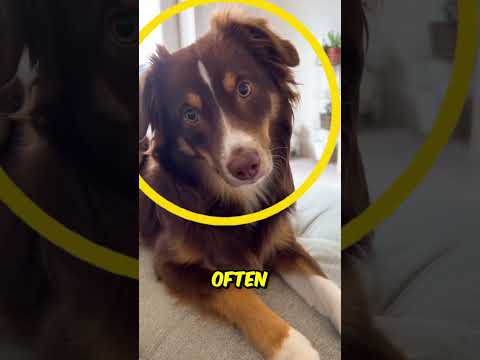 Watch: Why do dogs shake their heads? 😱